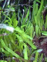 Caulerpa