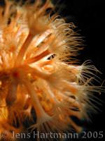 Krustenanemone