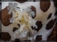 P7071325