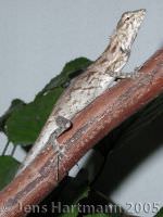 Schoenechse-Calotes-versicolor-w