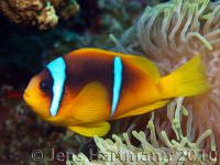 Amphiprion-bicinctus