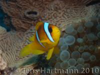 Amphiprion-bicinctus1