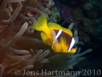 Amphiprion-bicinctus2