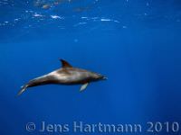 Delfin3