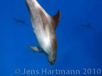 Delfin5