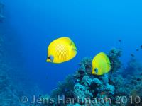 Second-Elphinstone-Chaetodon