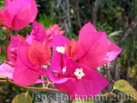 Bougainvillea