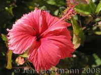 Hibiskus