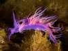 Fadenschnecke "Flabellina"