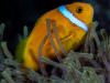 Anemonenfisch in seiner Anemone