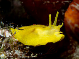Schirmschnecke Tylodina perversa